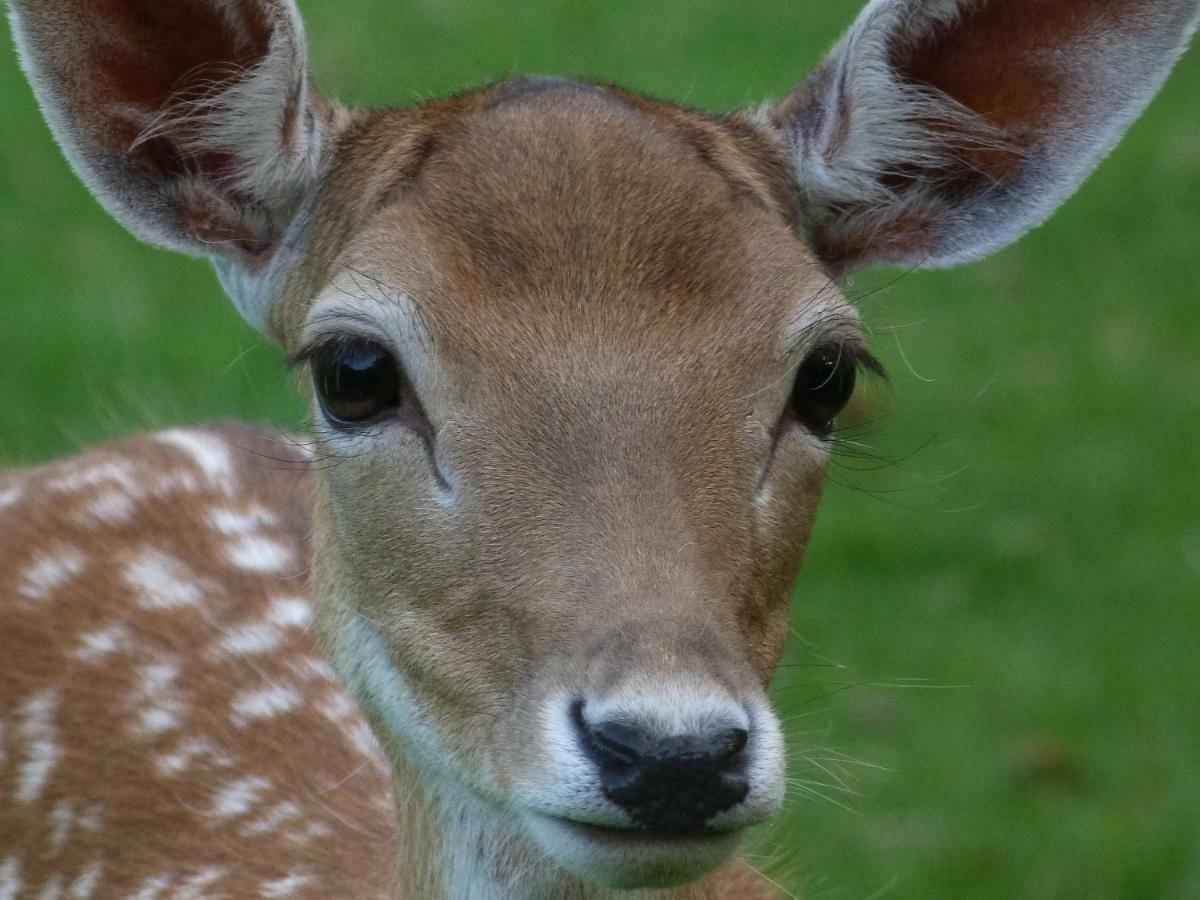 B&B Landgoed Sonneborghe Kollumerzwaag Buitenkant foto
